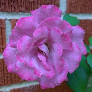 Meet your Posher, Neil